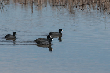3 Coots swimming