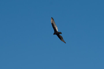 Obraz premium Turkey Vulture soaring