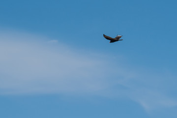 Turkey Vulture and cloud