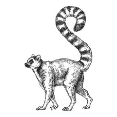 Zoo. African fauna. Lemur, madagascar. Hand drawn illustration for tattoo design, emblem, badge, t-shirt print. Engraving of wild animal. Classic vintage style image. © helen_f