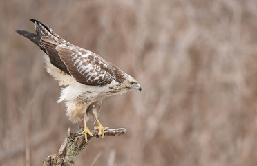 Common buzzard (Buteo buteo)