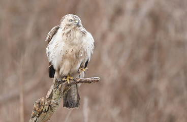 Common buzzard (Buteo buteo)