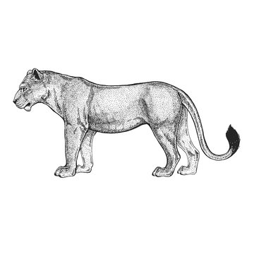 Zoo. African fauna. Lion, wild cat. Hand drawn illustration for tattoo design, emblem, badge, t-shirt print. Engraving of wild animal. Classic vintage style image.