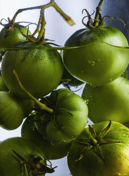 tomates vertes ,  fruits ,  recolte ;vert  ,