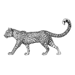 Zoo. African fauna. Puma, leopard, wild cat, coguar, mountain lion. Hand drawn illustration for tattoo design, emblem, badge, t-shirt print. Engraving of wild animal. Classic vintage style image.