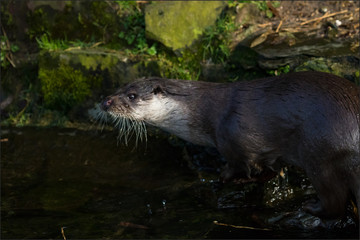 Otter