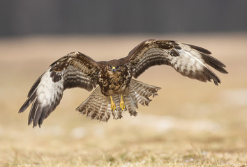 Common buzzard (Buteo buteo)