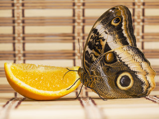 The yellow-edged giant owl butterfly, Caligo atreus, is feeding on a slice of an orange fruit with wings closed. A big eyespots are seen on the wings. Straw overlay background