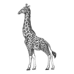 Giraffe. Camelopard. Zoo. African fauna. Hand drawn. Tattoo design. Engraving of wild animal for emblem, badge, tattoo, t-shirt print.
