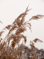 Obraz premium reeds outside with white sky snow background nature winter close up