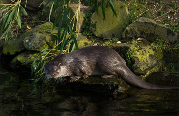 Otter