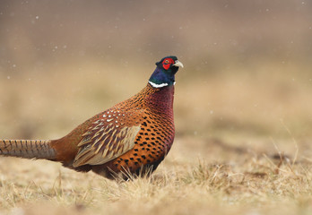 Ringneck Pheasant (Phasianus colchicus)