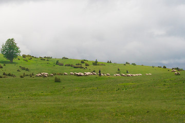 Fototapeta premium sheep от the meadow in the mountains. Montenegro