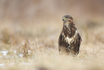Common buzzard (Buteo buteo)