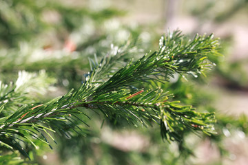 new life in spring brunch of tree