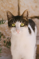 Cat with large eyes looking straight