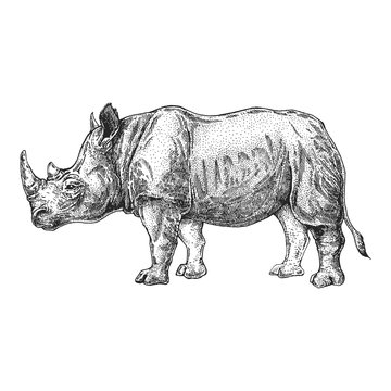 Zoo. African fauna. Rhinoceros, rhinoceros. Hand drawn illustration for tattoo design, emblem, badge, t-shirt print. Engraving of wild animal. Classic vintage style image.