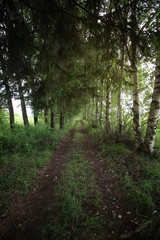 road ground forest tree
