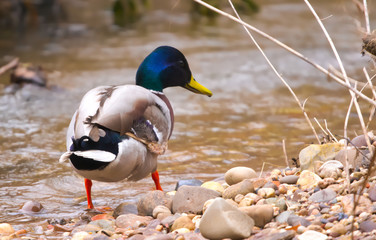 Canard col vert 