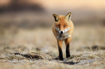 Fox (Vulpes vulpes)