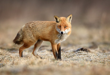 Fox (Vulpes vulpes)