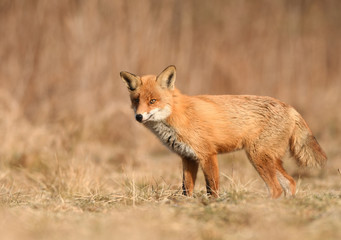 Fototapeta premium Fox (Vulpes vulpes)