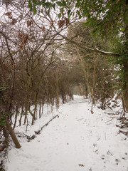 snow covered walkway through forest outside nature winter cold