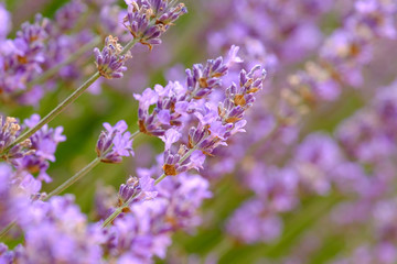 Fleurs de lavande gros plan.
