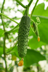 Fresh cucumber and tendrill growing