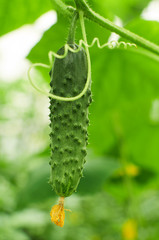 Fresh cucumber and tendrill growing
