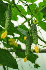 Several cucumbers are growing in hothouse