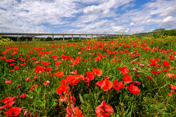 Champ de coquelicots au printemps, ciel bleu avec de beaux nuages,  en Provence.