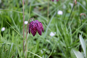 Wiese mit Schachblume
