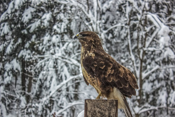 Eagle close portrait in winter carpathian mountains landscape background