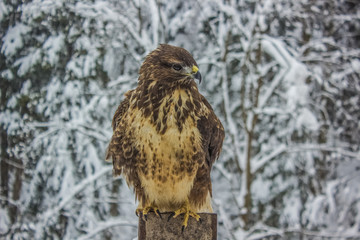 Eagle close portrait in winter carpathian mountains landscape background