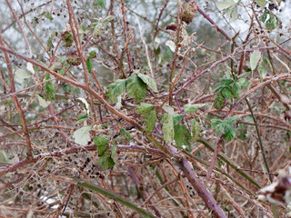 close up of branches thorny foliage winter cold