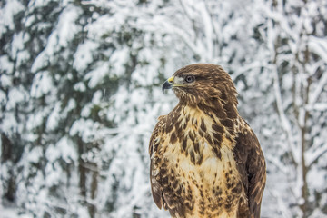 Eagle close portrait in winter carpathian mountains landscape background