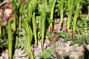 Fototapeta premium wild spring flower in a field