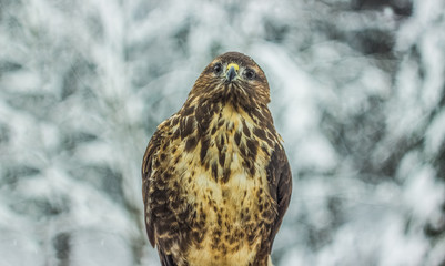 Eagle close portrait in winter carpathian mountains landscape background