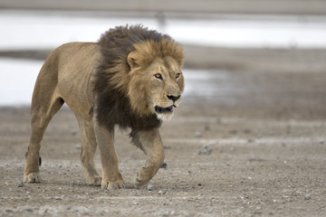 Portrait of wild free roaming african lion