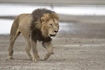 Photo sur Aluminium Lion Portrait of wild free roaming african lion