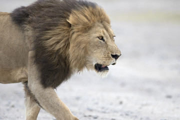 Portrait of wild free roaming african lion