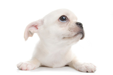 White chihuahua puppy isolated