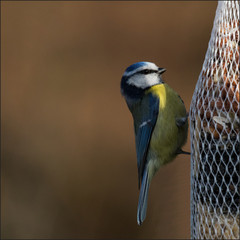 Blaumeise