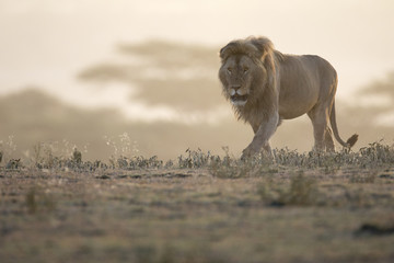 Obraz premium Portret dzikiego lwa afrykańskiego na wolnym wybiegu