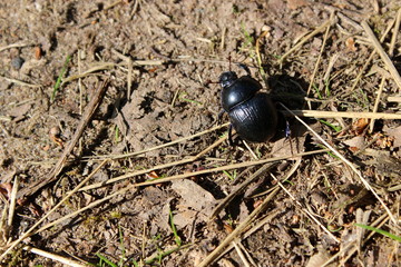 krabbelnder Mistkäfer im Wald