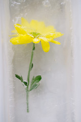 yellow flower that is inside a block of ice