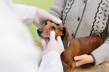 veterinarian examines the eyes of domestic animals