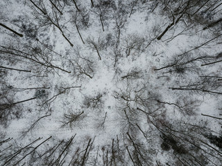Aerial view of leafless forest covered in snow