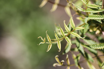 Spring nature. Leaves and bushes with the first green leaves in 